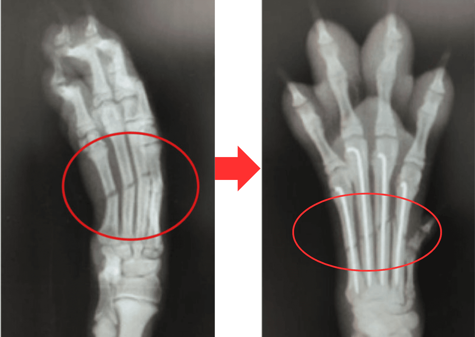 犬の中手骨・中足骨の骨折を示すレントゲン画像。左は骨折前で骨にズレがある状態、右は整復後でKワイヤーが挿入され、骨が固定されている様子。赤丸で骨折部位が示されている