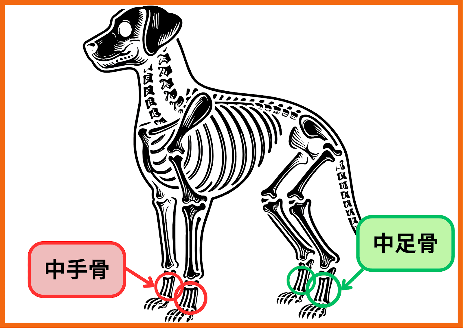 中手骨・中足骨骨折｜犬や猫が足を引きずるときは要注意｜秦野市の