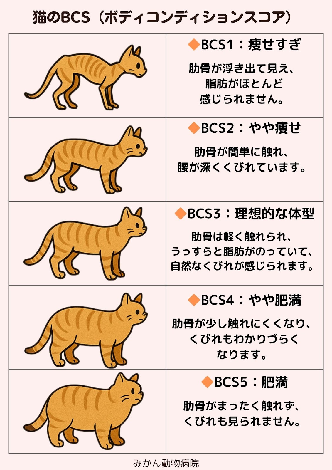 みかん動物病院_猫のBCS図表：BCS1は肋骨が目立ちガリガリの猫のイラスト／BCS5はまるまるとした肥満状態の猫のイラスト