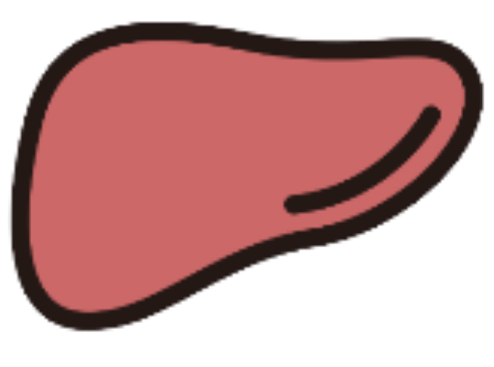 肝臓