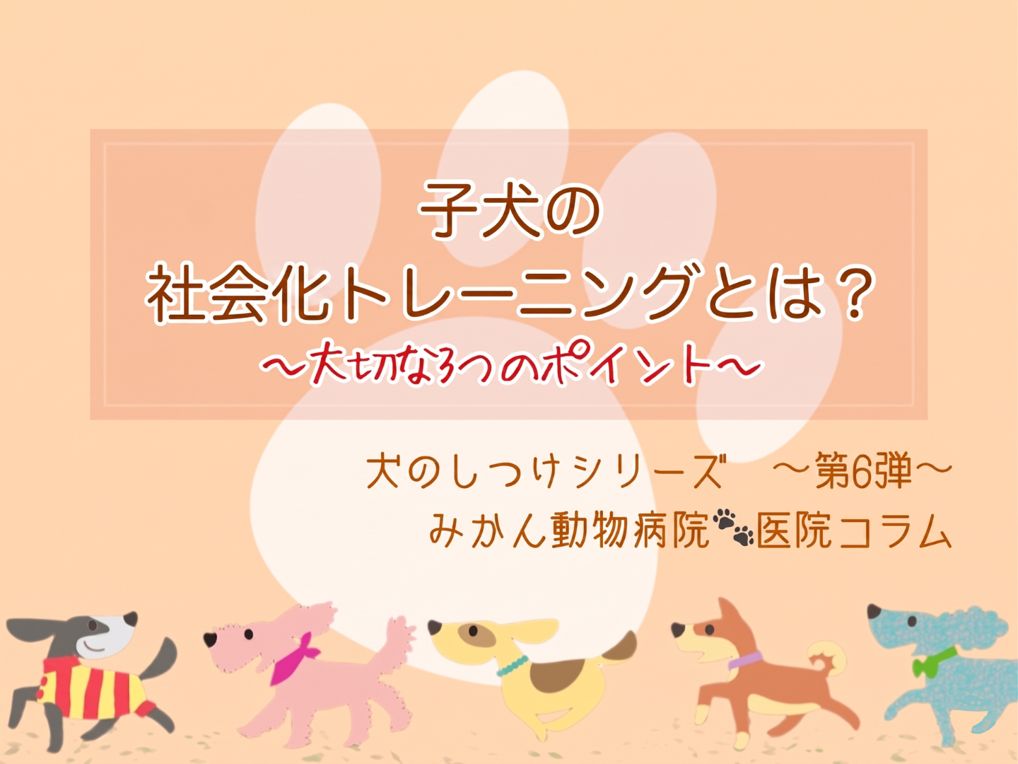 みかん動物病院医療コラムTOP_子犬の社会科トレーニング