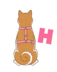 アルファベットのHが横向きになったようなH字ハーネスの装着イラスト