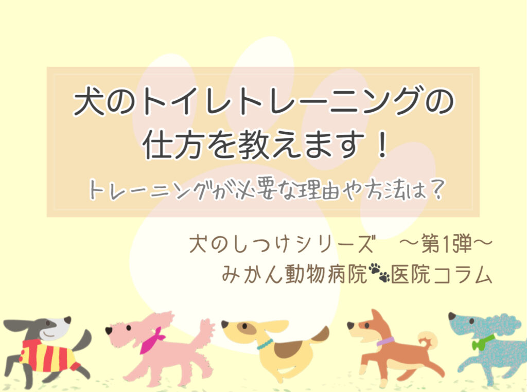 「犬のトイレトレーニング方法を教えます！」犬のしつけシリーズ第1弾｜みかん動物病院医院コラムTOP