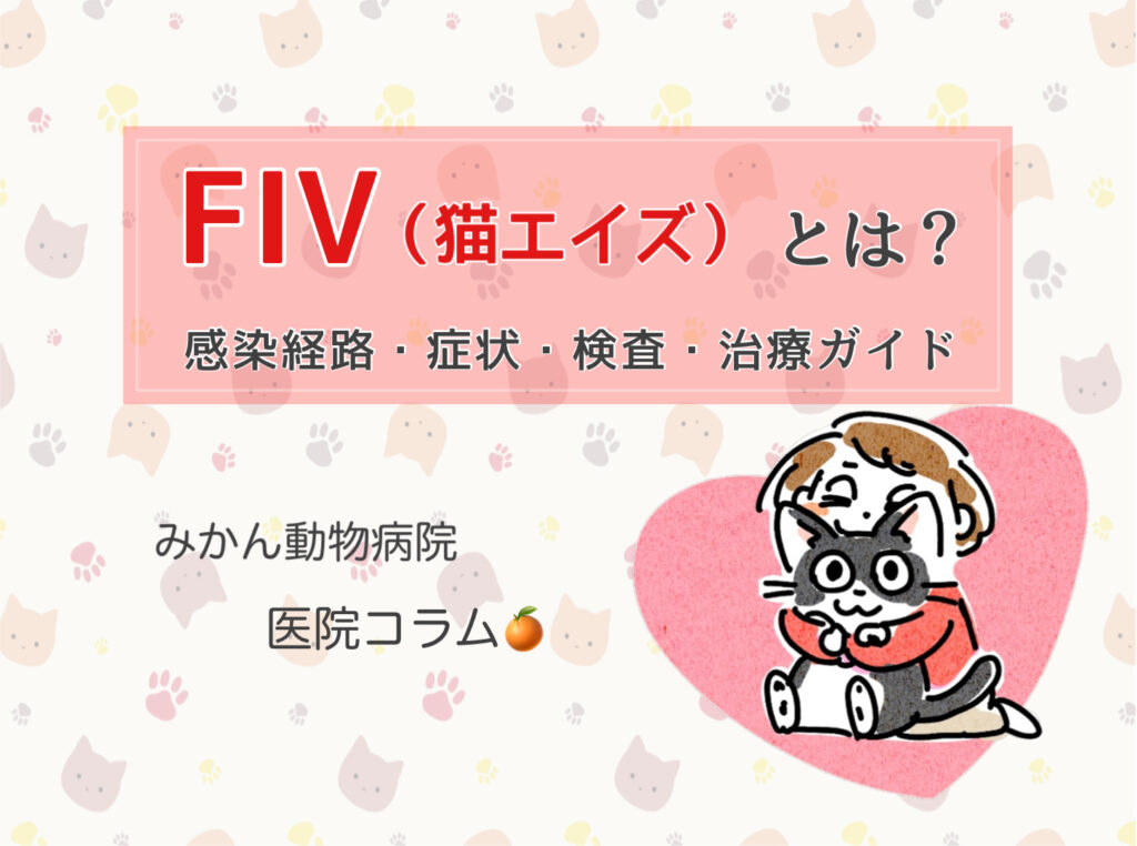 みかん動物病院医院コラム「FIV猫エイズとは？完成経路・症状・検査・治療ガイド」TOP