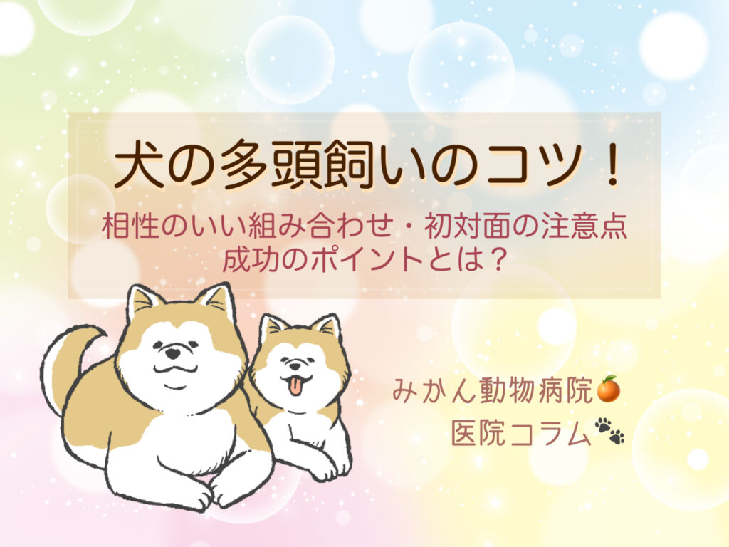 みかん動物病院医院コラム「犬の多頭飼いのコツ！相性のいい組み合わせ・初対面の注意点・成功のポイントとは？」TOP