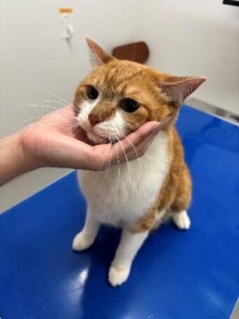 1.猫の顔を片手で支える写真
