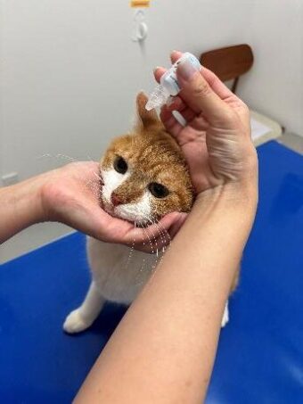 2.目薬を猫の頭の後ろ側から近づけている写真