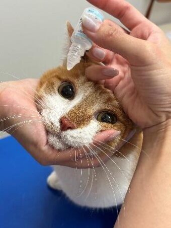 3.目薬を持っている小指の甲でねこのまぶたを持ち上げている写真