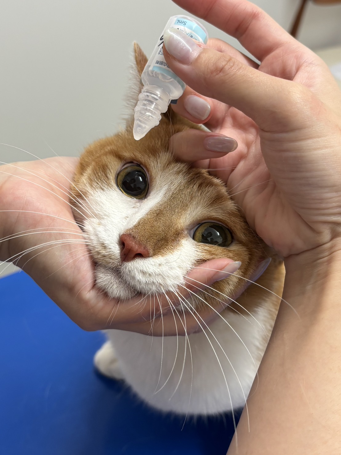 3.目薬を持っている小指の甲でねこのまぶたを持ち上げている写真